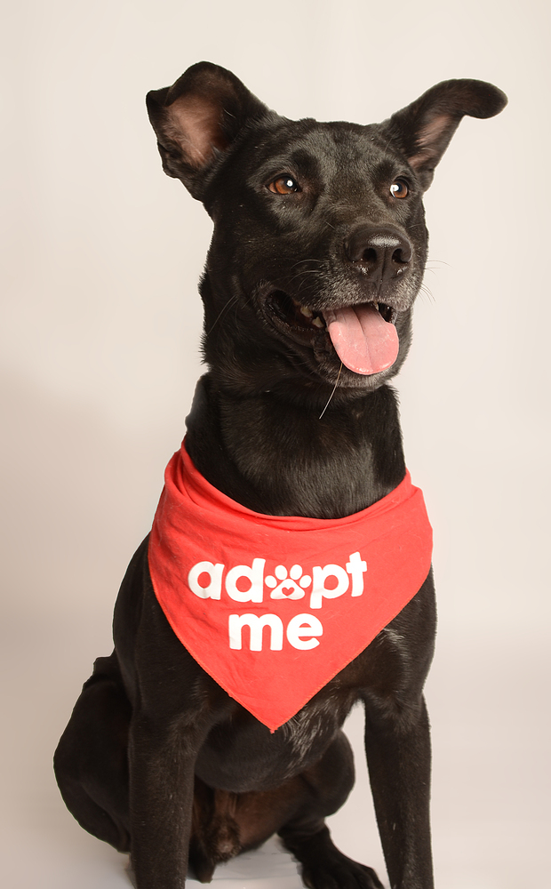 JACKSON, an adoptable Labrador Retriever, Shepherd in Langley, BC, V2Y 3K1 | Photo Image 2