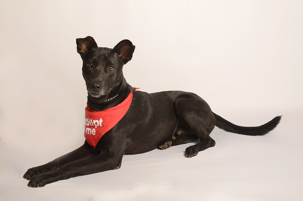 JACKSON, an adoptable Labrador Retriever, Shepherd in Langley, BC, V2Y 3K1 | Photo Image 3