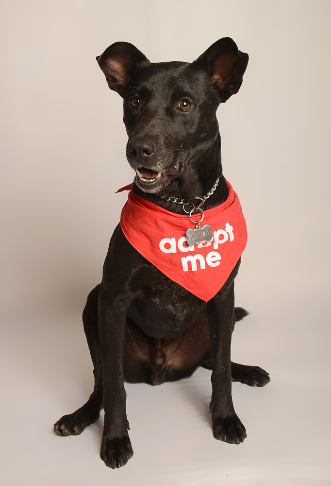 JACKSON, an adoptable Labrador Retriever, Shepherd in Langley, BC, V2Y 3K1 | Photo Image 4