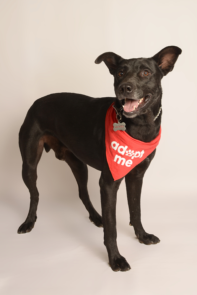 JACKSON, an adoptable Labrador Retriever, Shepherd in Langley, BC, V2Y 3K1 | Photo Image 5