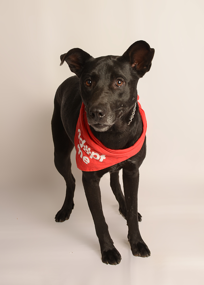 JACKSON, an adoptable Labrador Retriever, Shepherd in Langley, BC, V2Y 3K1 | Photo Image 6