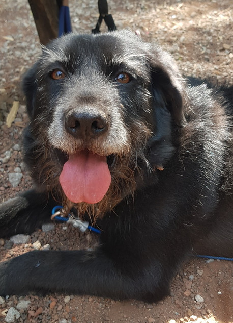 PATSY, an adoptable Schnauzer in Langley, BC, V2Y 3K1 | Photo Image 1