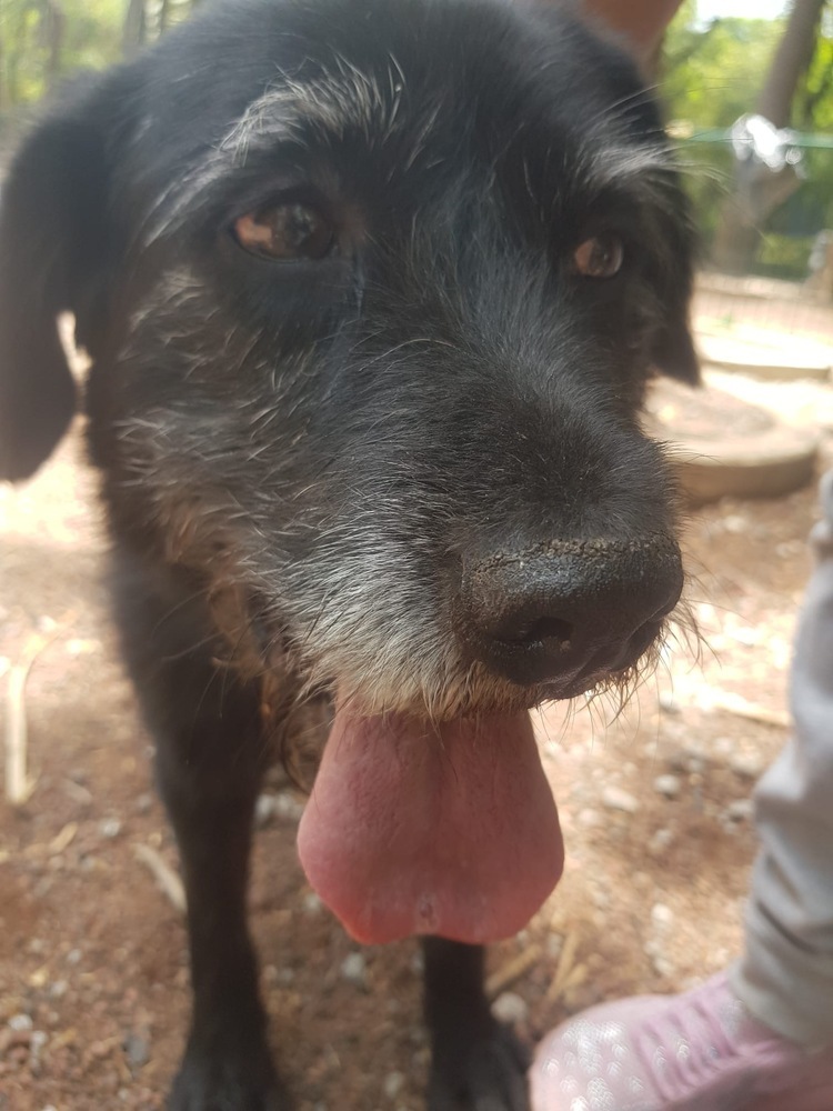 PATSY, an adoptable Schnauzer in Langley, BC, V2Y 3K1 | Photo Image 2