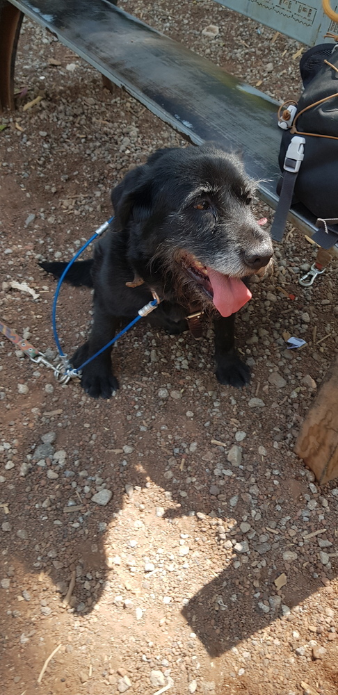 PATSY, an adoptable Schnauzer in Langley, BC, V2Y 3K1 | Photo Image 4