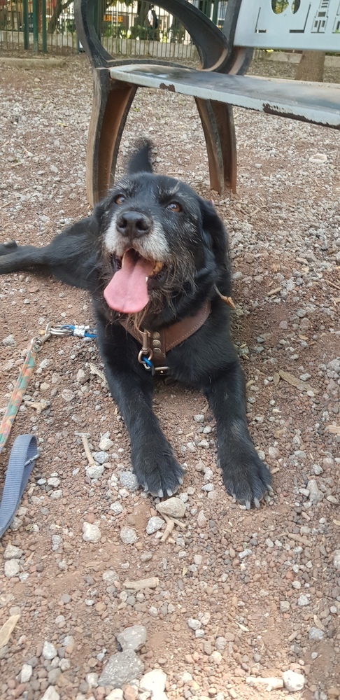 PATSY, an adoptable Schnauzer in Langley, BC, V2Y 3K1 | Photo Image 5