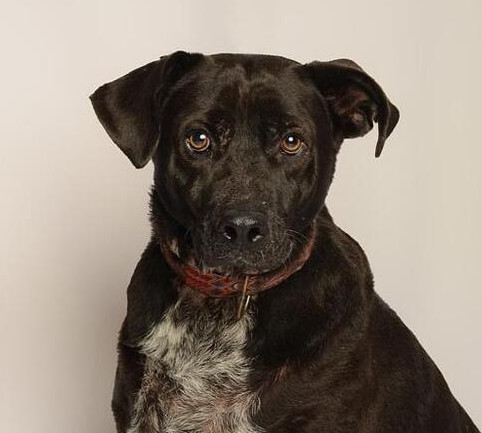 RONALDO, an adoptable Labrador Retriever in Langley, BC, V2Y 3K1 | Photo Image 1