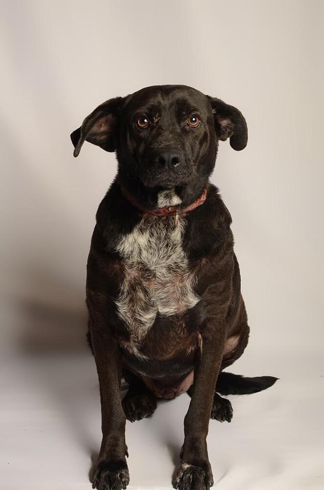 RONALDO, an adoptable Labrador Retriever in Langley, BC, V2Y 3K1 | Photo Image 3