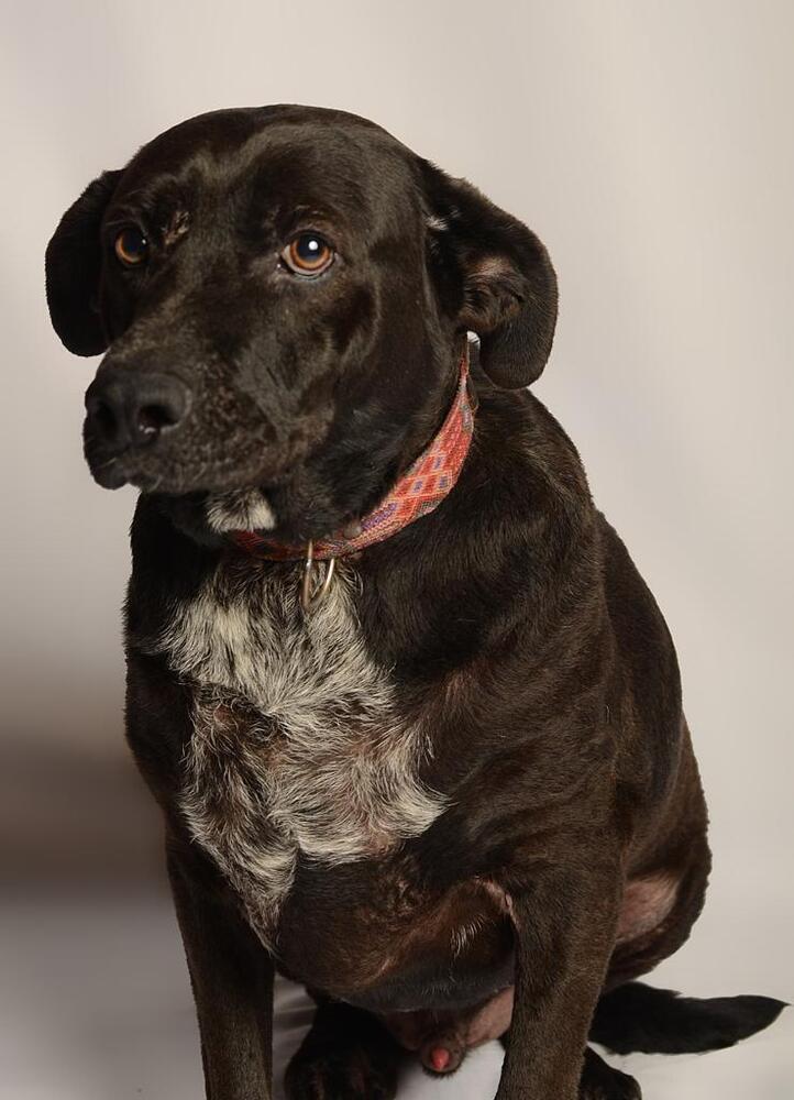 RONALDO, an adoptable Labrador Retriever in Langley, BC, V2Y 3K1 | Photo Image 4