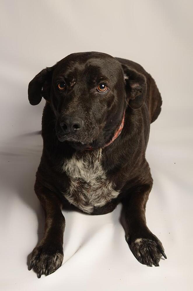 RONALDO, an adoptable Labrador Retriever in Langley, BC, V2Y 3K1 | Photo Image 5