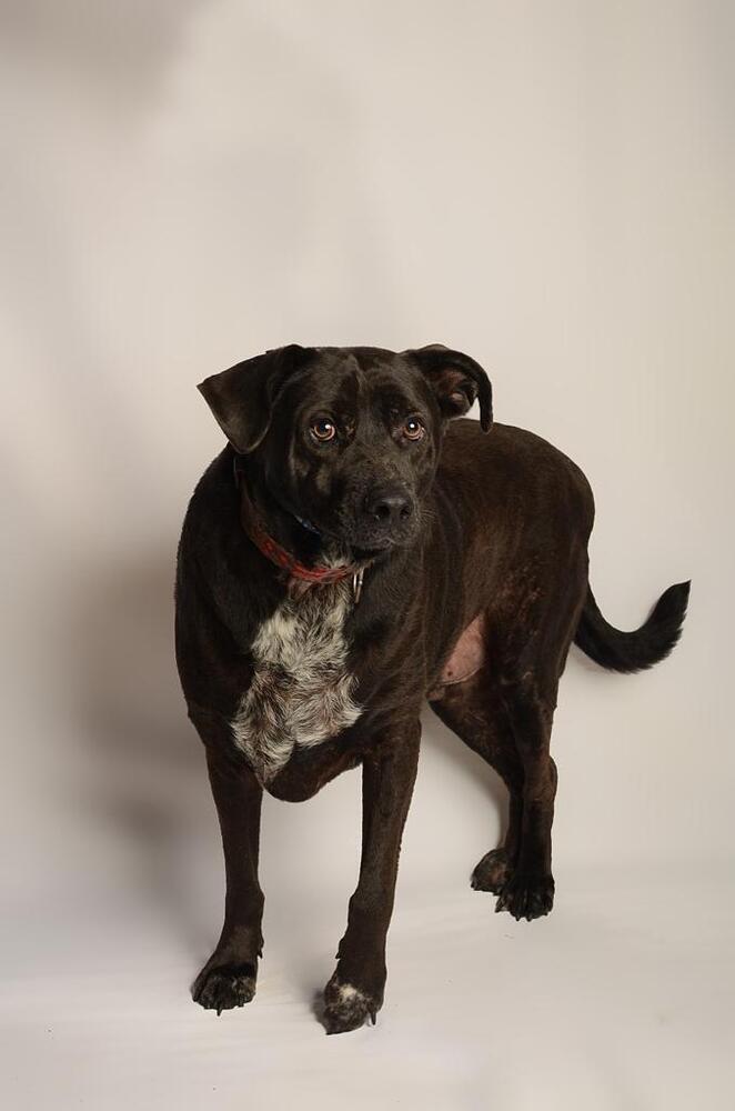 RONALDO, an adoptable Labrador Retriever in Langley, BC, V2Y 3K1 | Photo Image 6