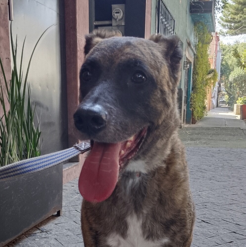 RUPERT, an adoptable Shepherd in Langley, BC, V2Y 3K1 | Photo Image 1