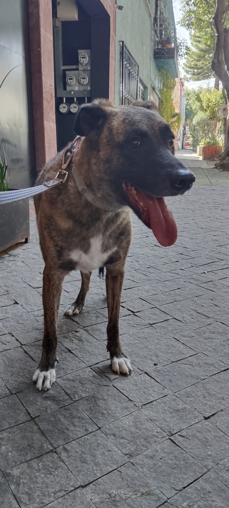 RUPERT, an adoptable Shepherd in Langley, BC, V2Y 3K1 | Photo Image 2