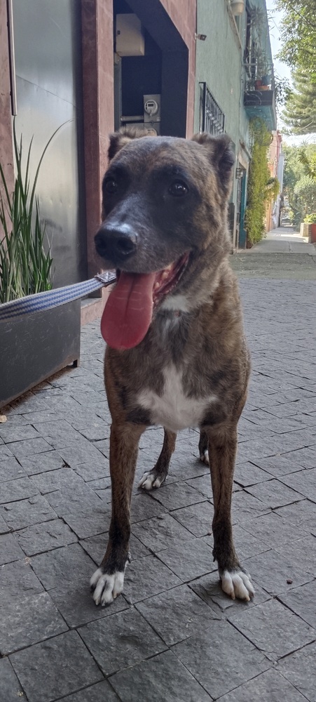 RUPERT, an adoptable Shepherd in Langley, BC, V2Y 3K1 | Photo Image 4