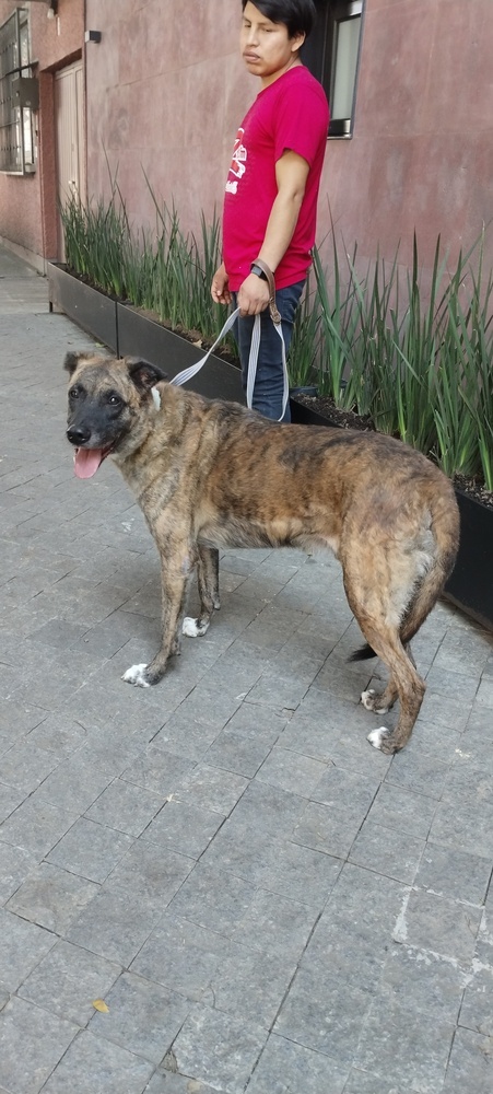 RUPERT, an adoptable Shepherd in Langley, BC, V2Y 3K1 | Photo Image 6