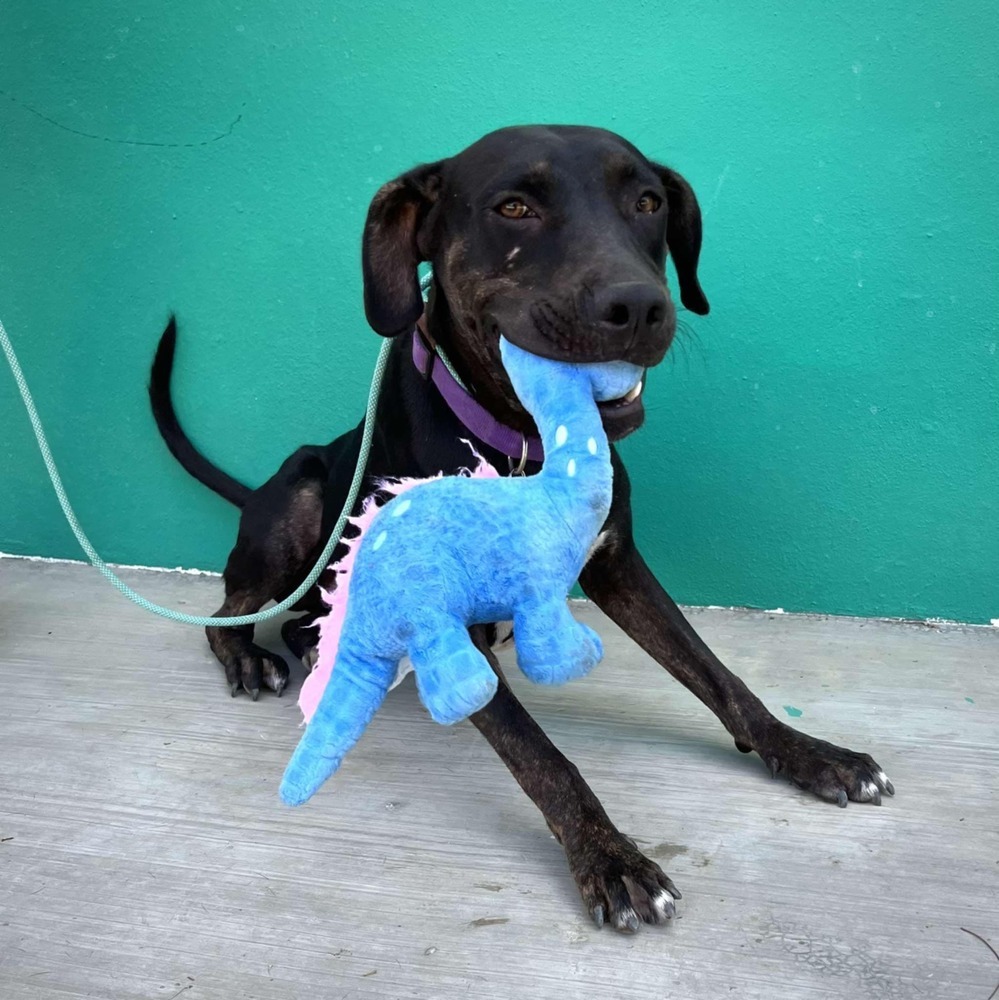 GIZMO, an adoptable American Staffordshire Terrier, Labrador Retriever in Langley, BC, V2Y 3K1 | Photo Image 1