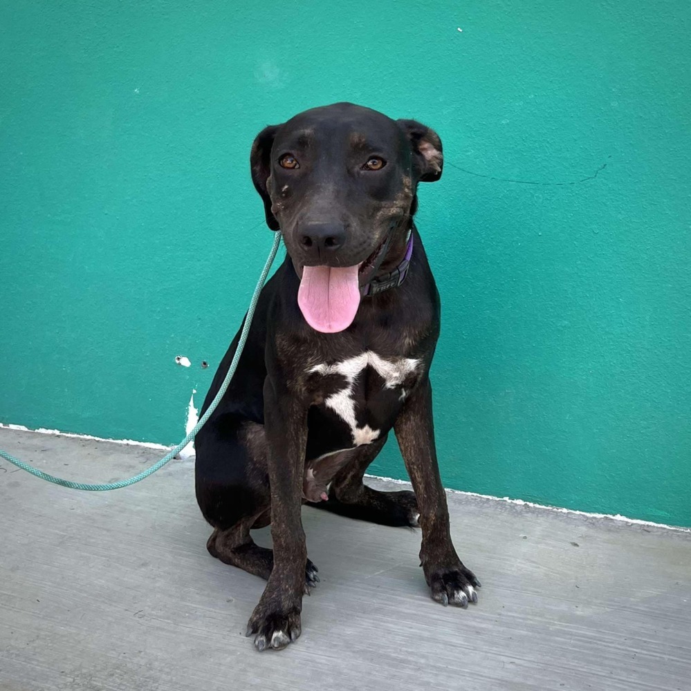 GIZMO, an adoptable American Staffordshire Terrier, Labrador Retriever in Langley, BC, V2Y 3K1 | Photo Image 2