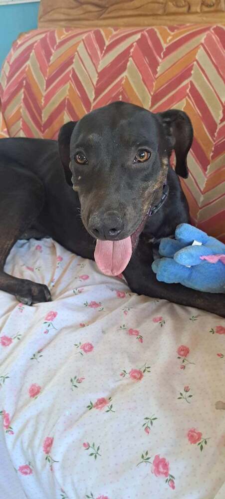 GIZMO, an adoptable American Staffordshire Terrier, Labrador Retriever in Langley, BC, V2Y 3K1 | Photo Image 3