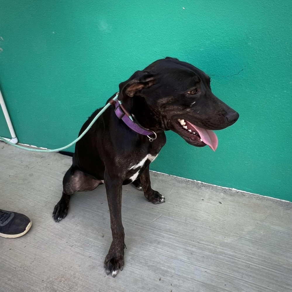 GIZMO, an adoptable American Staffordshire Terrier, Labrador Retriever in Langley, BC, V2Y 3K1 | Photo Image 5