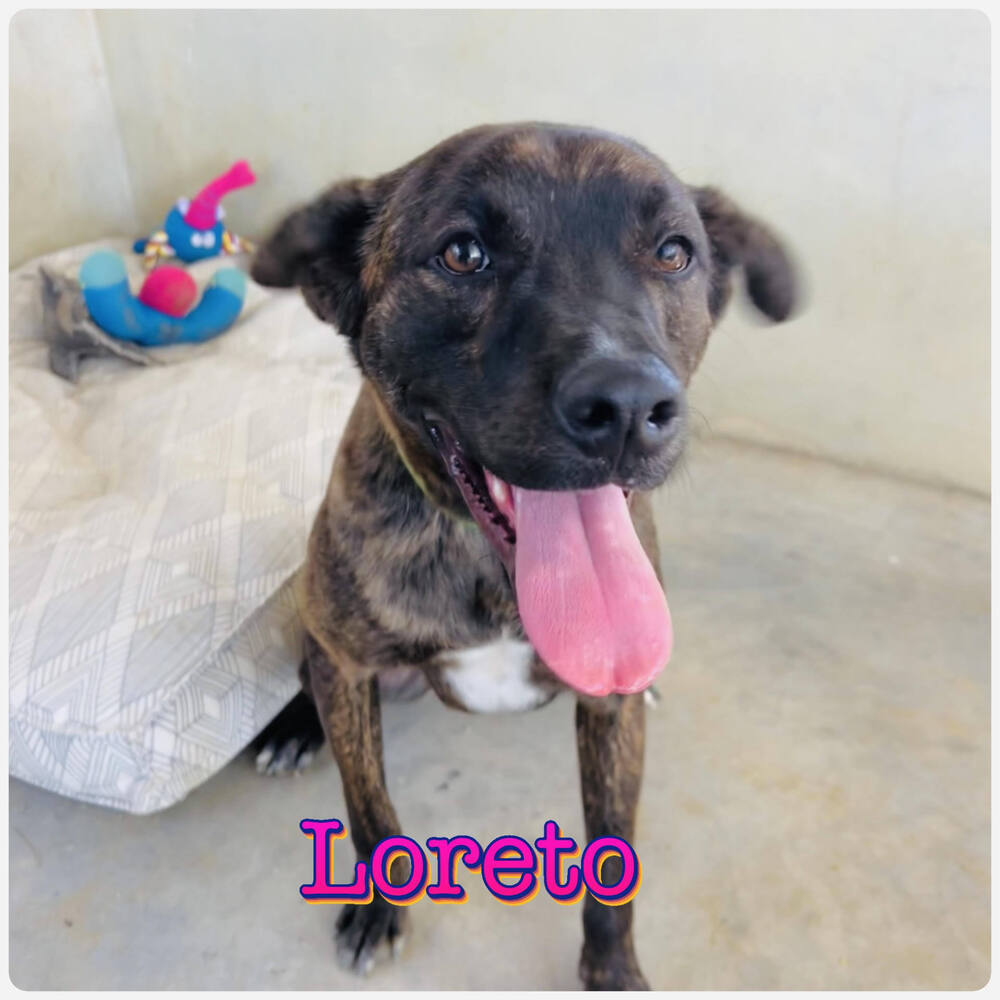 LORETO, an adoptable Labrador Retriever, American Staffordshire Terrier in Langley, BC, V2Y 3K1 | Photo Image 1