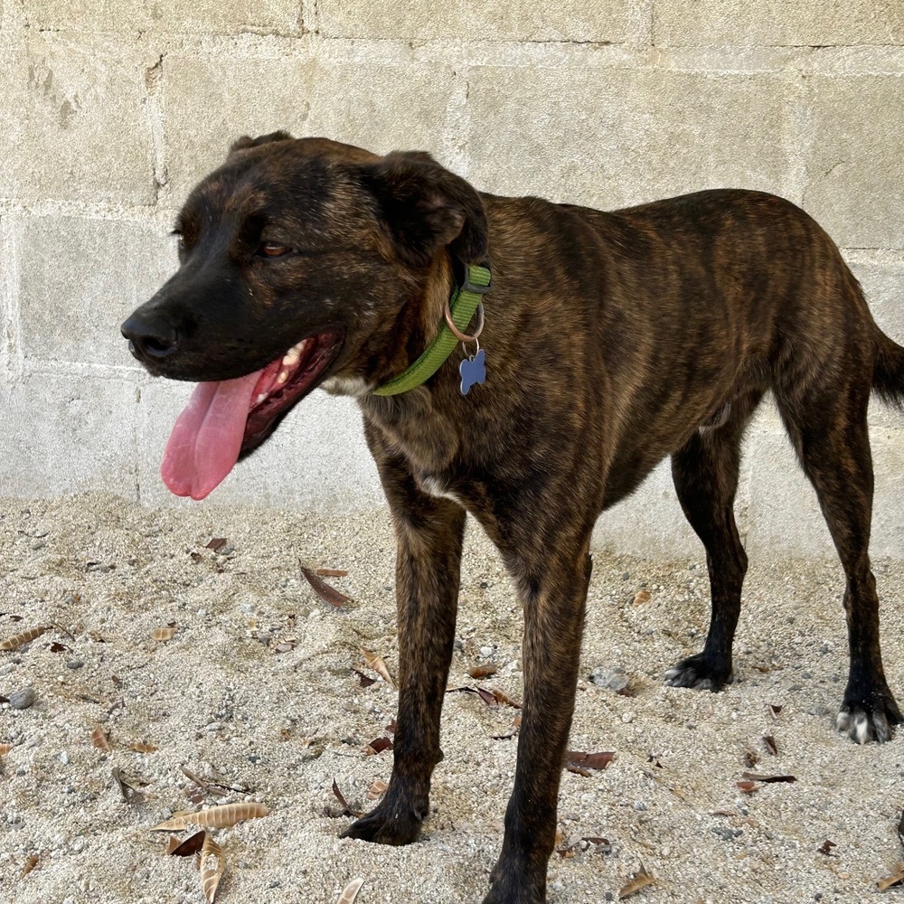 LORETO, an adoptable Labrador Retriever, American Staffordshire Terrier in Langley, BC, V2Y 3K1 | Photo Image 2