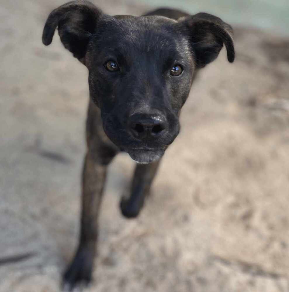 LORETO, an adoptable Labrador Retriever, American Staffordshire Terrier in Langley, BC, V2Y 3K1 | Photo Image 3