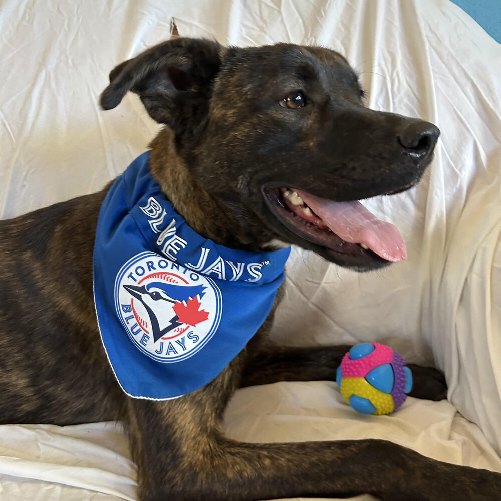 LORETO, an adoptable Labrador Retriever, American Staffordshire Terrier in Langley, BC, V2Y 3K1 | Photo Image 3