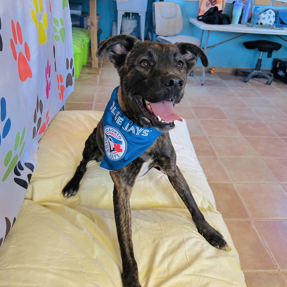 LORETO, an adoptable Labrador Retriever, American Staffordshire Terrier in Langley, BC, V2Y 3K1 | Photo Image 3