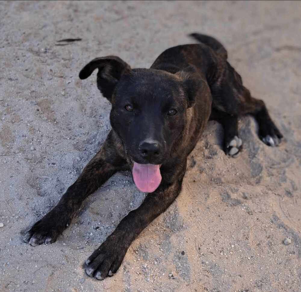 LORETO, an adoptable Labrador Retriever, American Staffordshire Terrier in Langley, BC, V2Y 3K1 | Photo Image 4