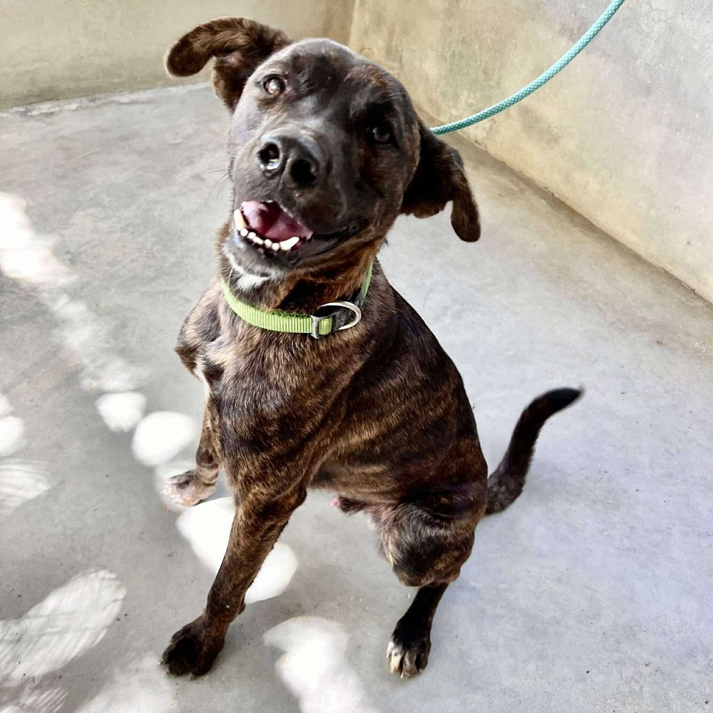 LORETO, an adoptable Labrador Retriever, American Staffordshire Terrier in Langley, BC, V2Y 3K1 | Photo Image 4