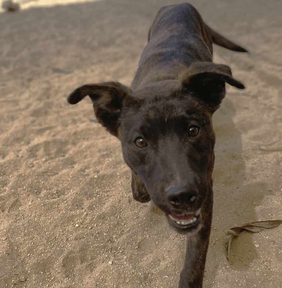 LORETO, an adoptable Labrador Retriever, American Staffordshire Terrier in Langley, BC, V2Y 3K1 | Photo Image 5