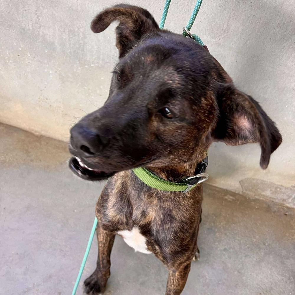 LORETO, an adoptable Labrador Retriever, American Staffordshire Terrier in Langley, BC, V2Y 3K1 | Photo Image 5