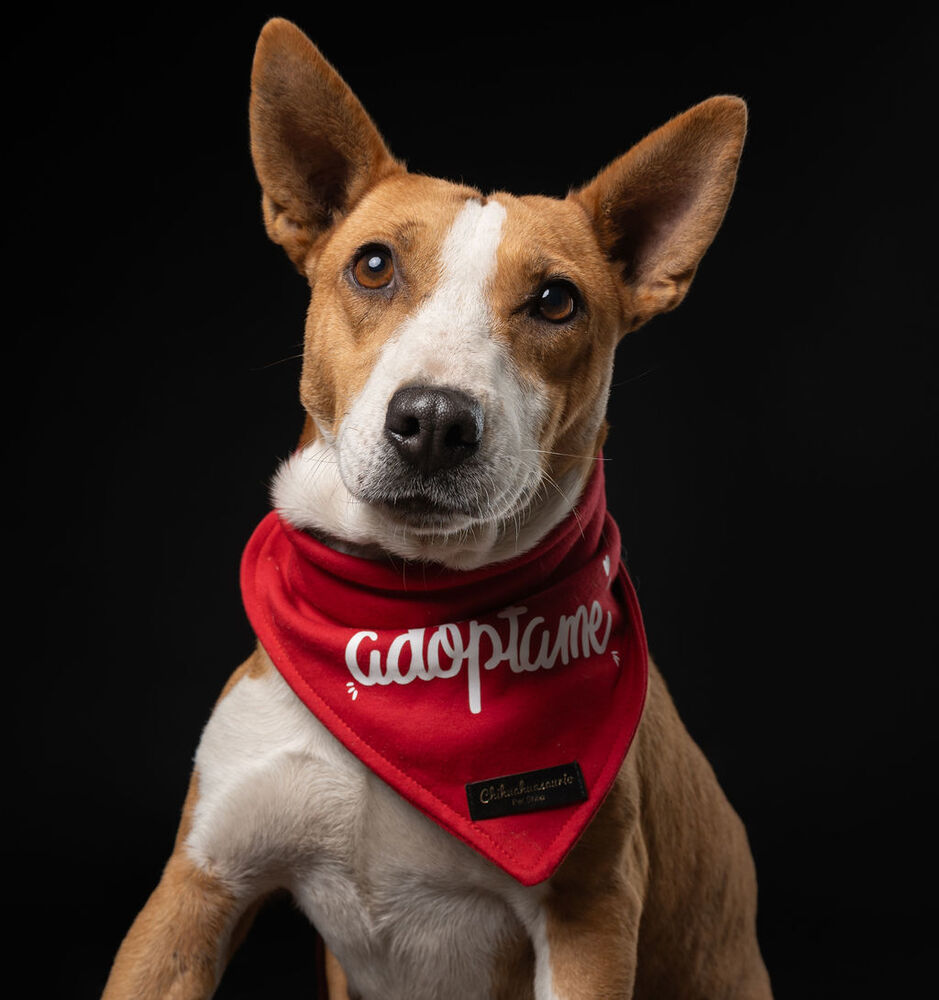 PERLA, an adoptable Bull Terrier, Corgi in Langley, BC, V2Y 3K1 | Photo Image 1