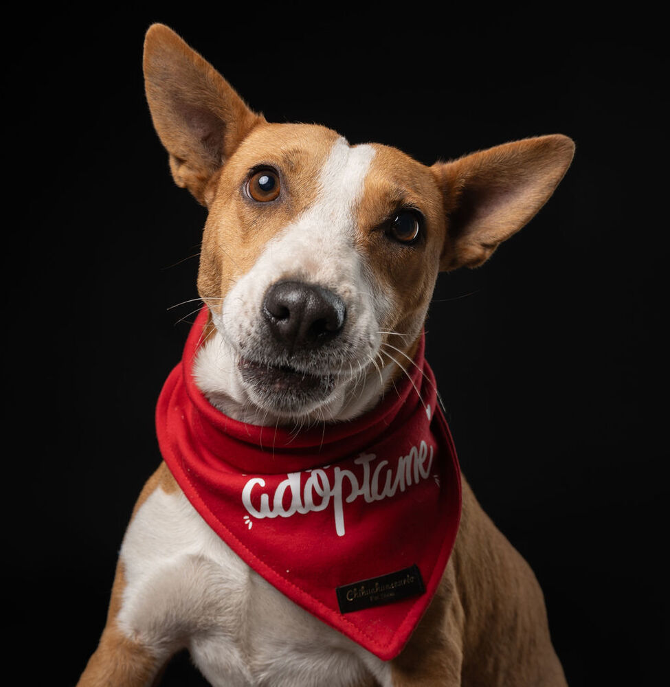 PERLA, an adoptable Bull Terrier, Corgi in Langley, BC, V2Y 3K1 | Photo Image 2