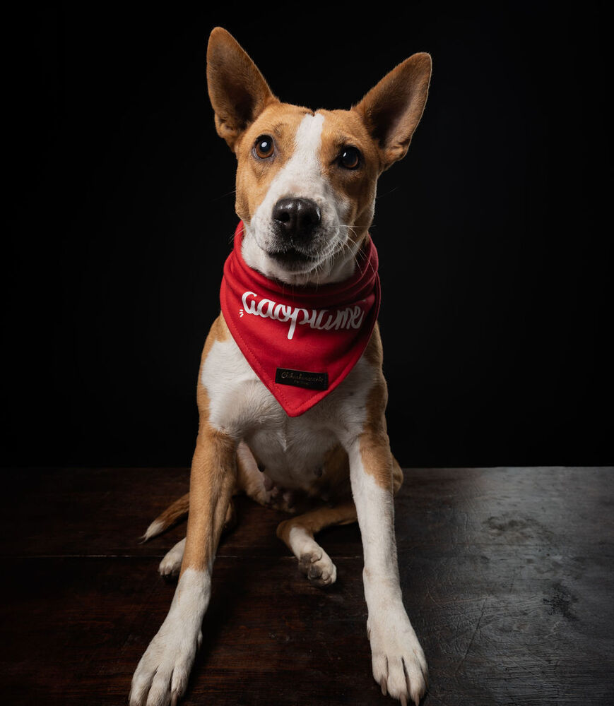 PERLA, an adoptable Bull Terrier, Corgi in Langley, BC, V2Y 3K1 | Photo Image 3