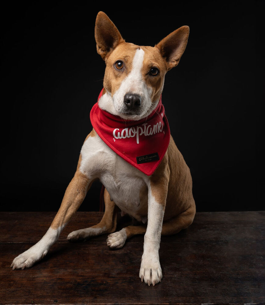 PERLA, an adoptable Bull Terrier, Corgi in Langley, BC, V2Y 3K1 | Photo Image 4