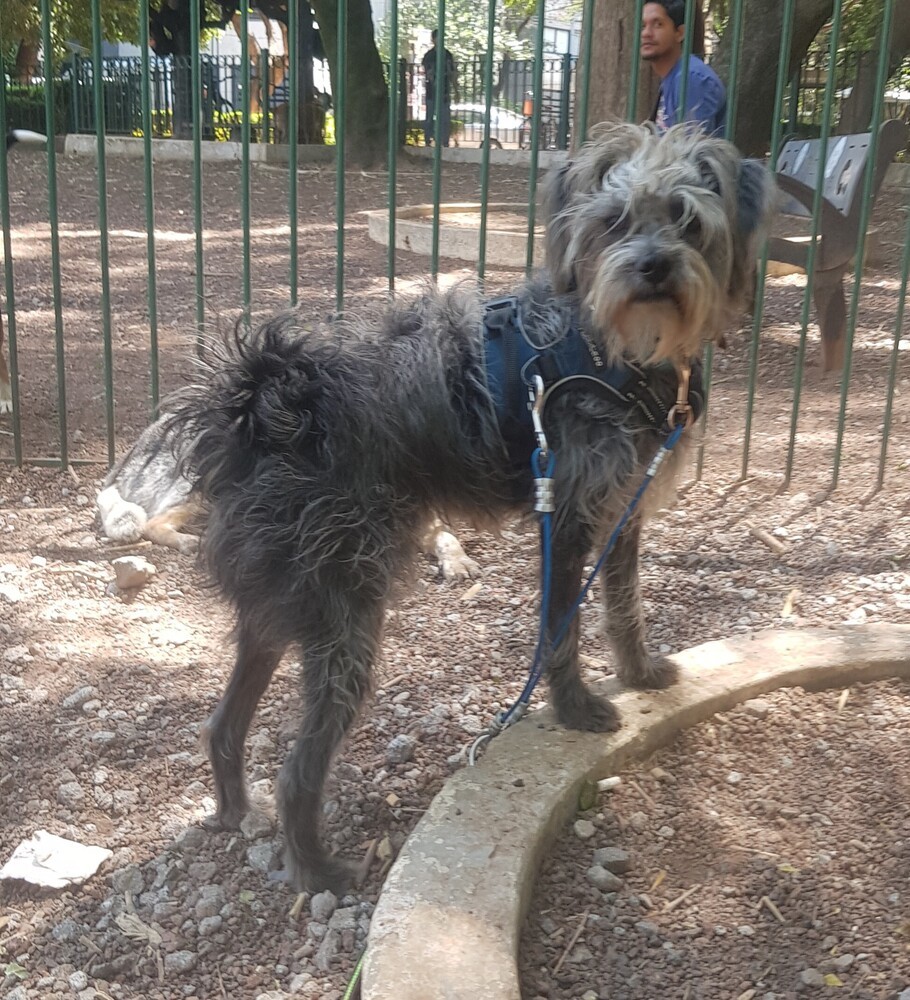 STEFANO, an adoptable Schnauzer in Langley, BC, V2Y 3K1 | Photo Image 1