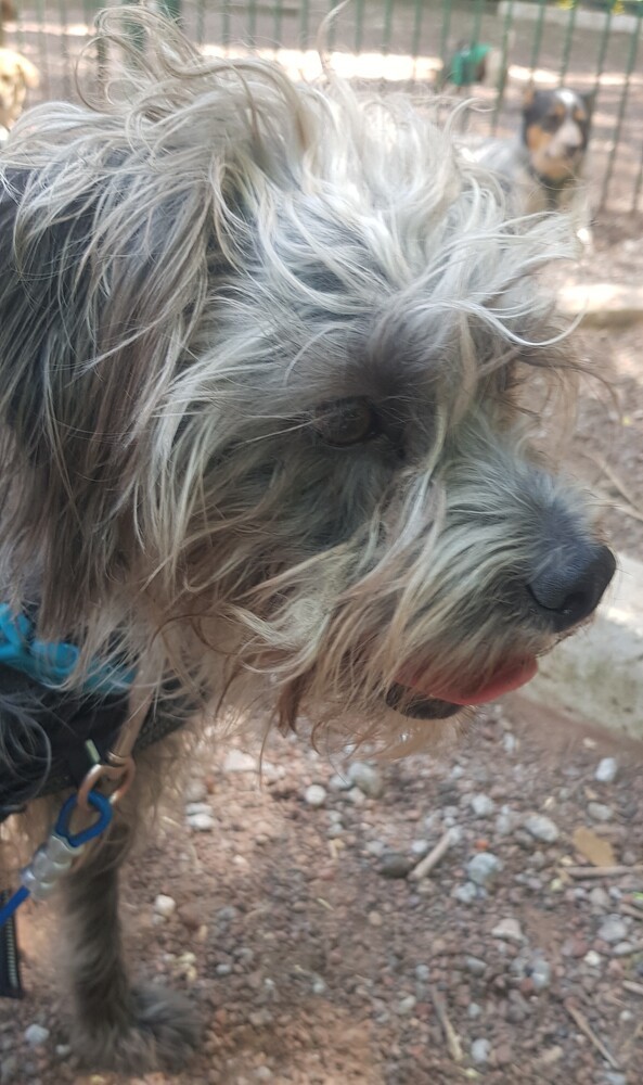 STEFANO, an adoptable Schnauzer in Langley, BC, V2Y 3K1 | Photo Image 2