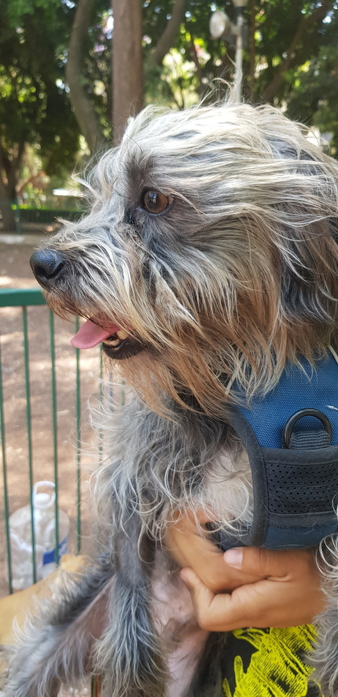 STEFANO, an adoptable Schnauzer in Langley, BC, V2Y 3K1 | Photo Image 3