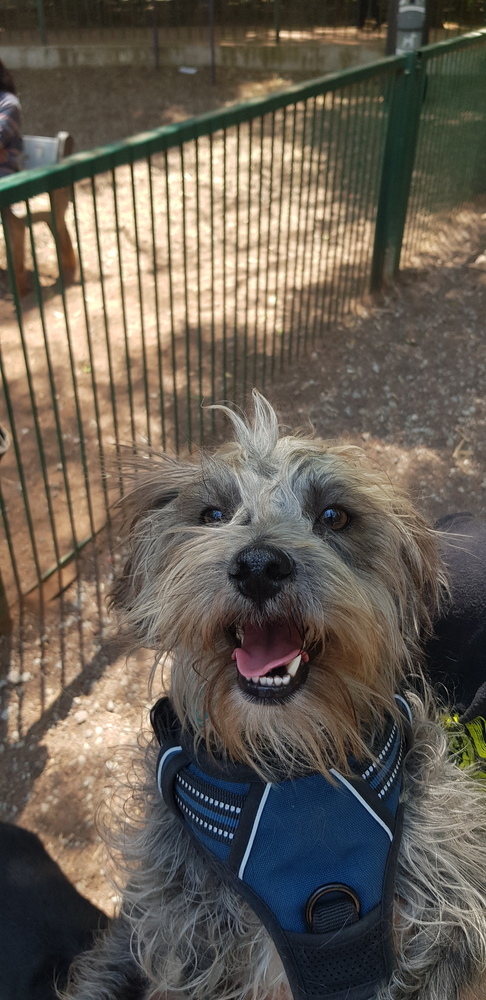 STEFANO, an adoptable Schnauzer in Langley, BC, V2Y 3K1 | Photo Image 4