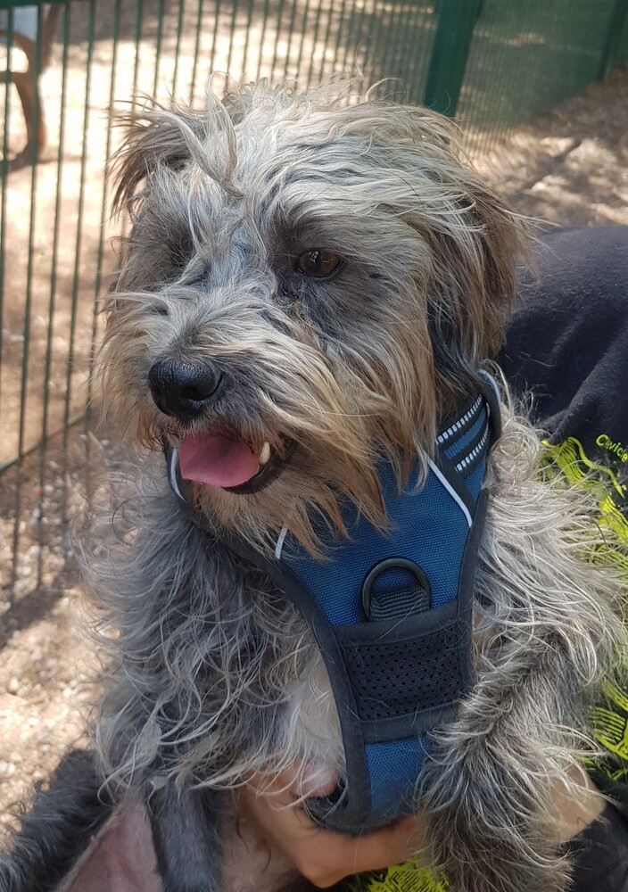 STEFANO, an adoptable Schnauzer in Langley, BC, V2Y 3K1 | Photo Image 5