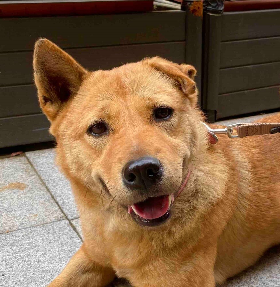 HOLLY, an adoptable Shiba Inu in Langley, BC, V2Y 3K1 | Photo Image 3