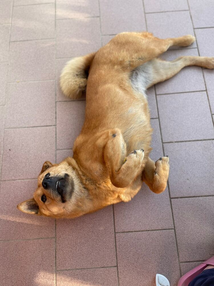 HOLLY, an adoptable Shiba Inu in Langley, BC, V2Y 3K1 | Photo Image 4