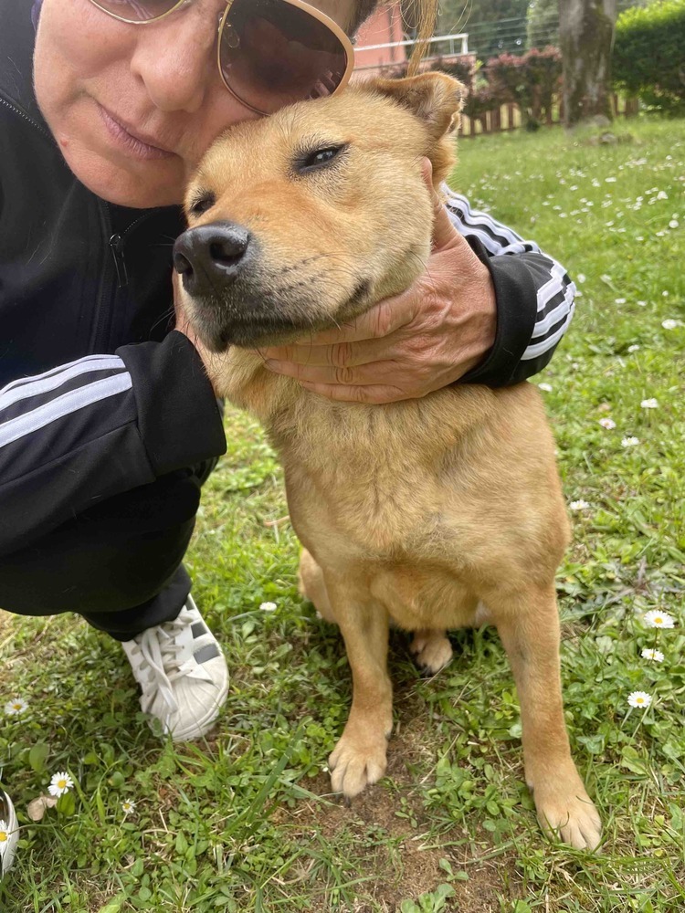 HOLLY, an adoptable Shiba Inu in Langley, BC, V2Y 3K1 | Photo Image 5