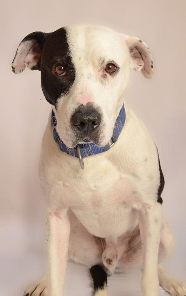 JACK, an adoptable Labrador Retriever, Pit Bull Terrier in Langley, BC, V2Y 3K1 | Photo Image 3