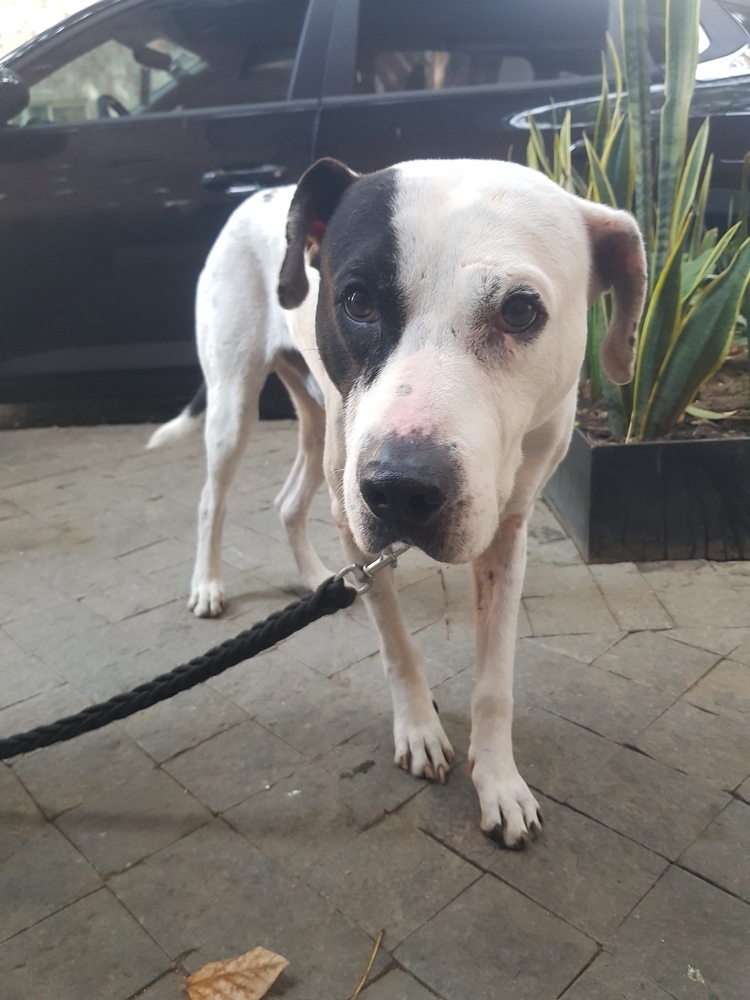 JACK, an adoptable Labrador Retriever, Pit Bull Terrier in Langley, BC, V2Y 3K1 | Photo Image 3