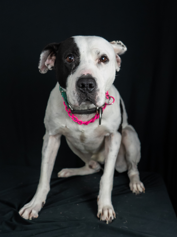 JACK, an adoptable Labrador Retriever, Pit Bull Terrier in Langley, BC, V2Y 3K1 | Photo Image 4