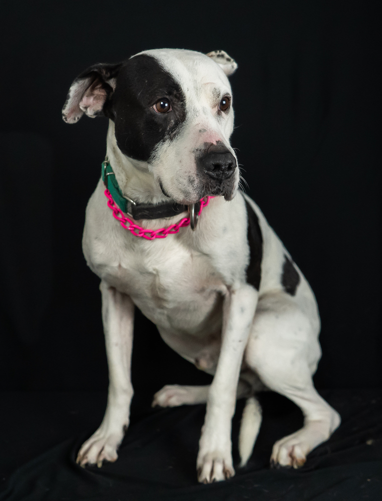 JACK, an adoptable Labrador Retriever, Pit Bull Terrier in Langley, BC, V2Y 3K1 | Photo Image 5