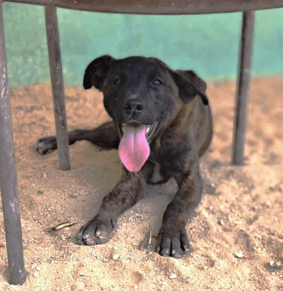 LUPI, an adoptable Labrador Retriever, American Staffordshire Terrier in Langley, BC, V2Y 3K1 | Photo Image 3