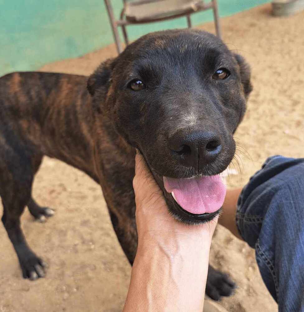 LUPI, an adoptable Labrador Retriever, American Staffordshire Terrier in Langley, BC, V2Y 3K1 | Photo Image 4