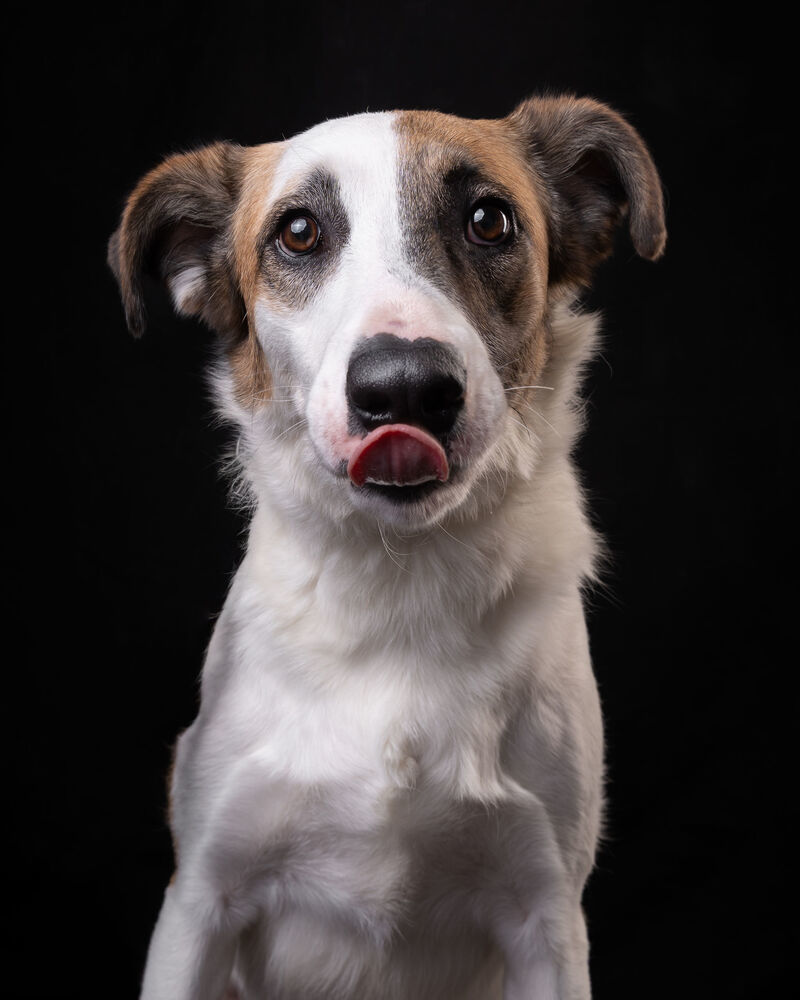 MARTY, an adoptable Shepherd, Labrador Retriever in Langley, BC, V2Y 3K1 | Photo Image 1